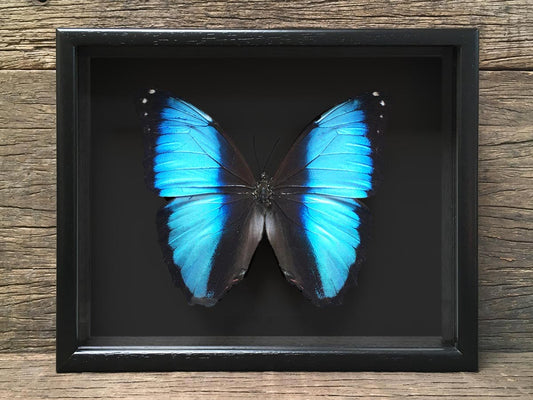 Morpho deidamia