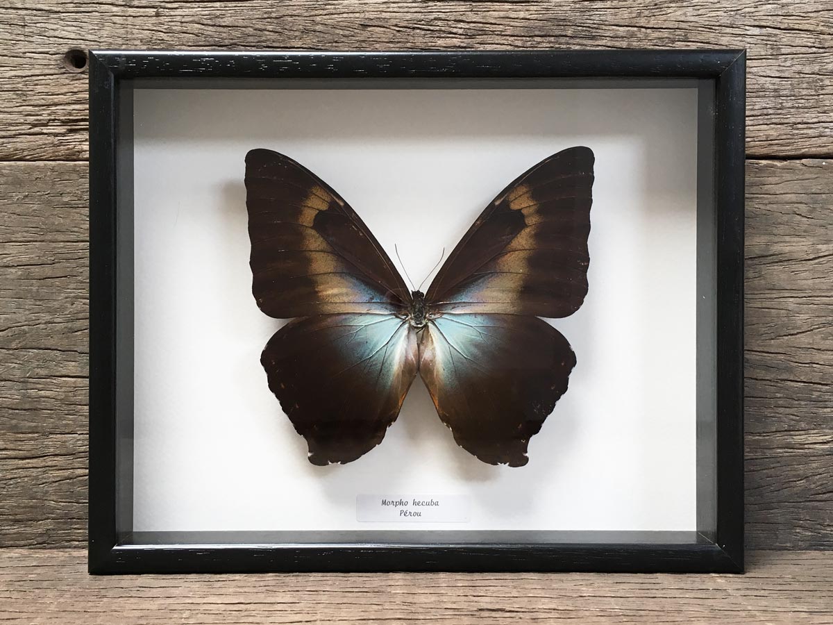 Morpho hecuba