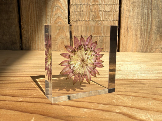 Specimen Tile: Astrantia