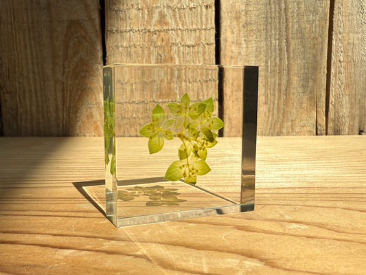 Specimen Tile: Hare's ear