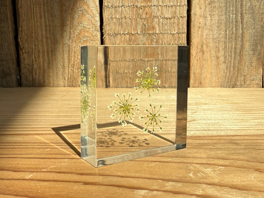 Specimen Tile: Bishop's flower