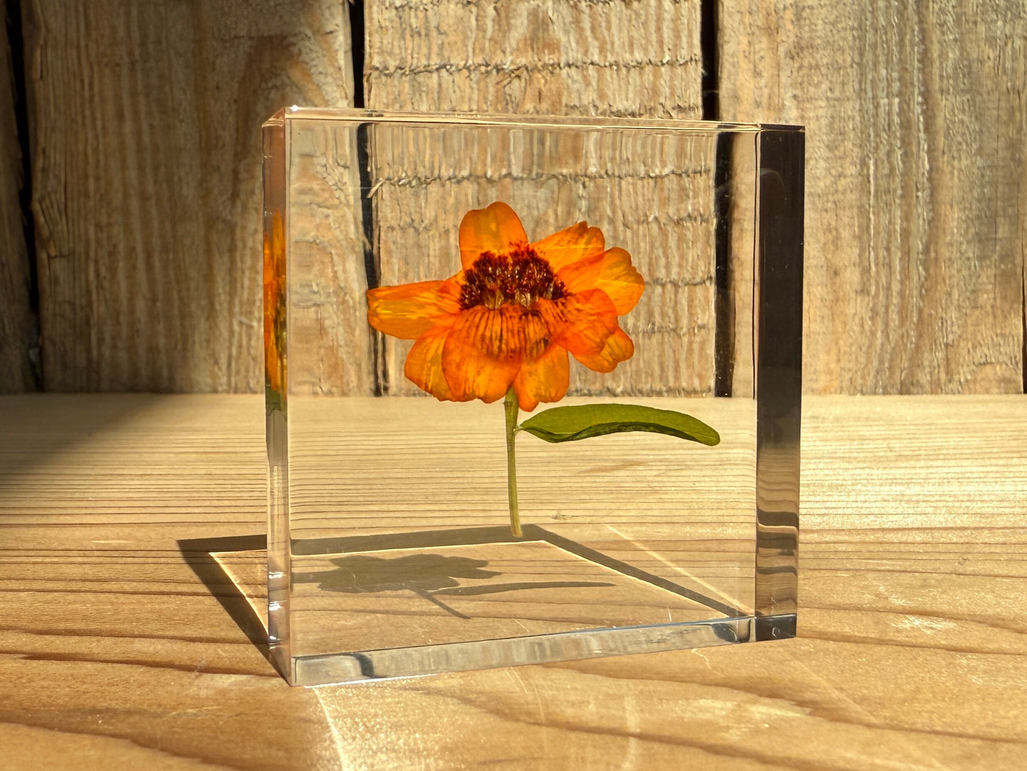 Specimen Tile: Zinnia