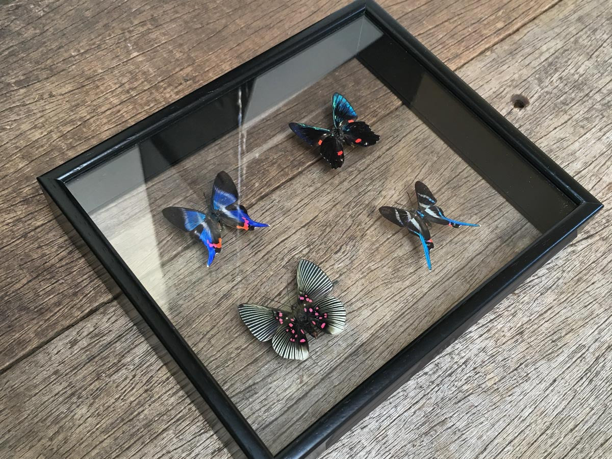 Riodininae Vitrine