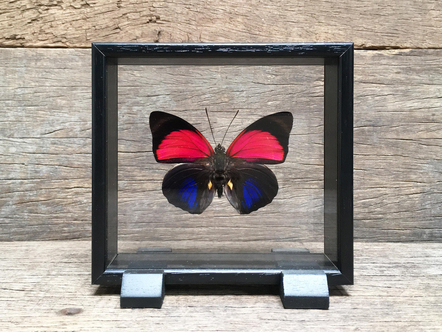 Agrias claudina vitrine