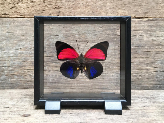 Agrias claudina vitrine