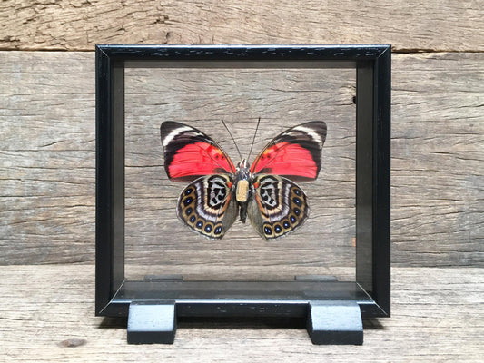 Agrias claudina vitrine