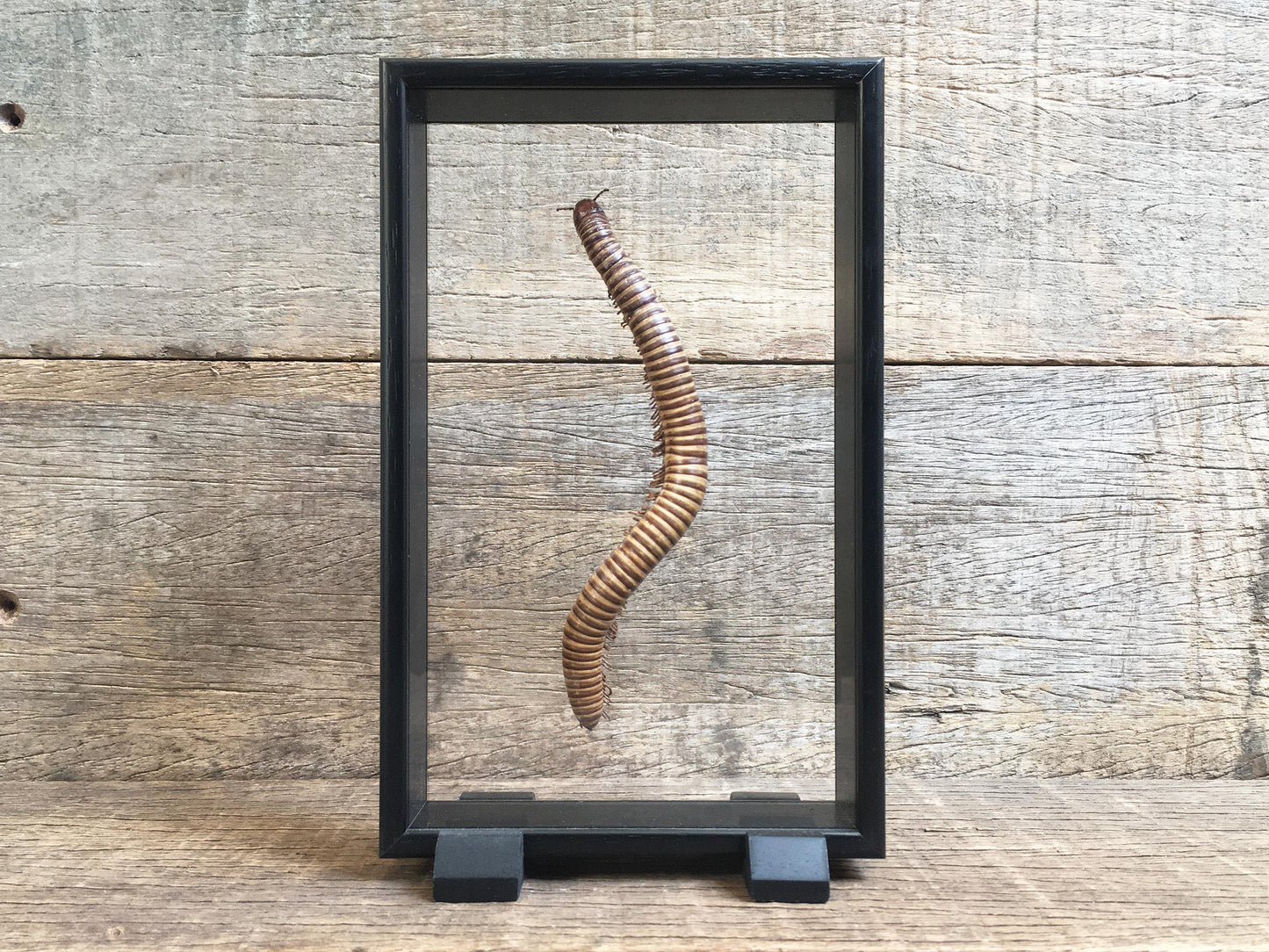 Archispirostreptus gigas Vitrine