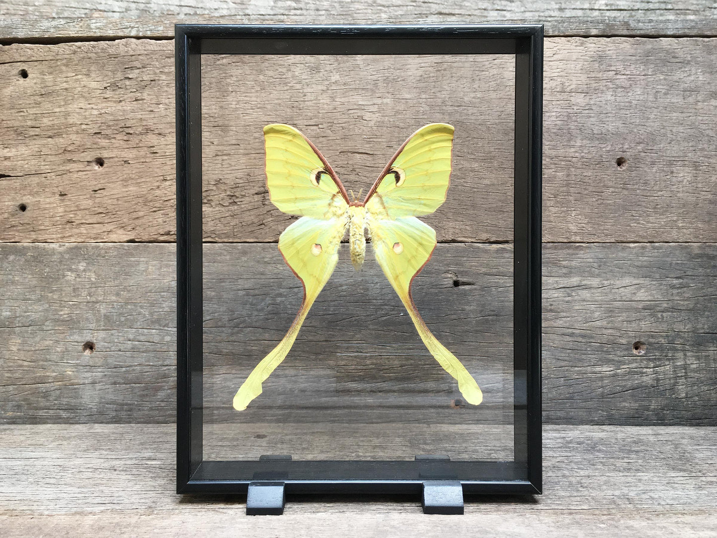 Actias maenas