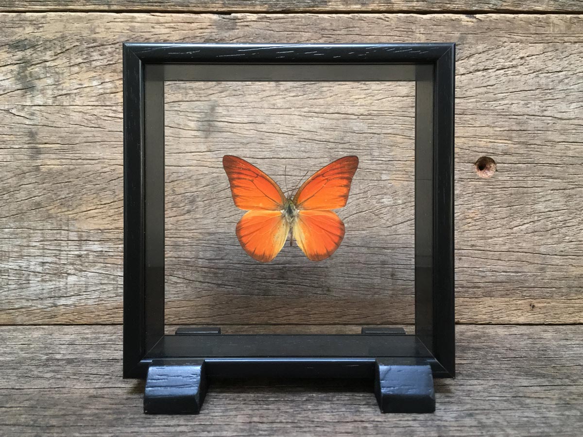 Appias nero Vitrine