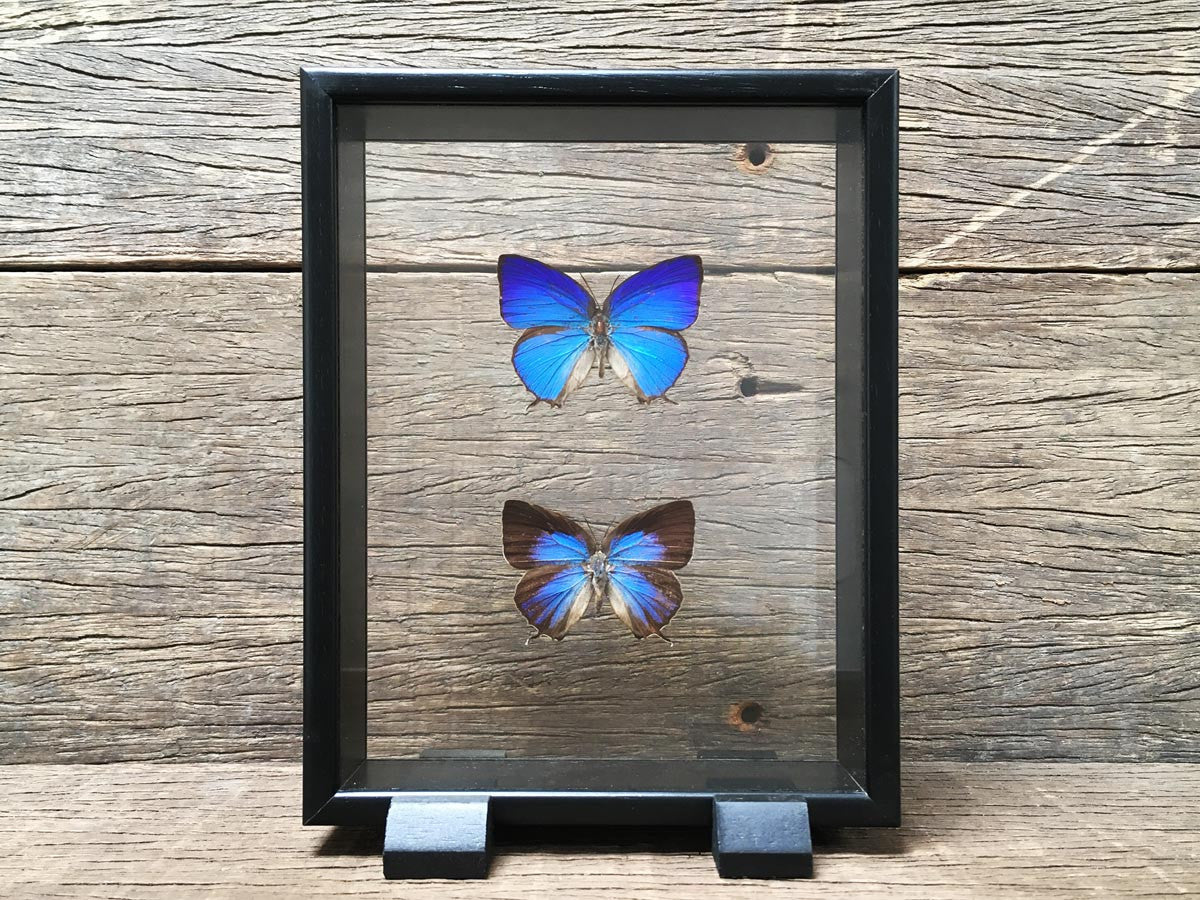 Arhopala araxes Vitrine