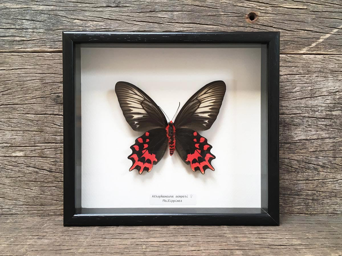 Atrophaneura semperi