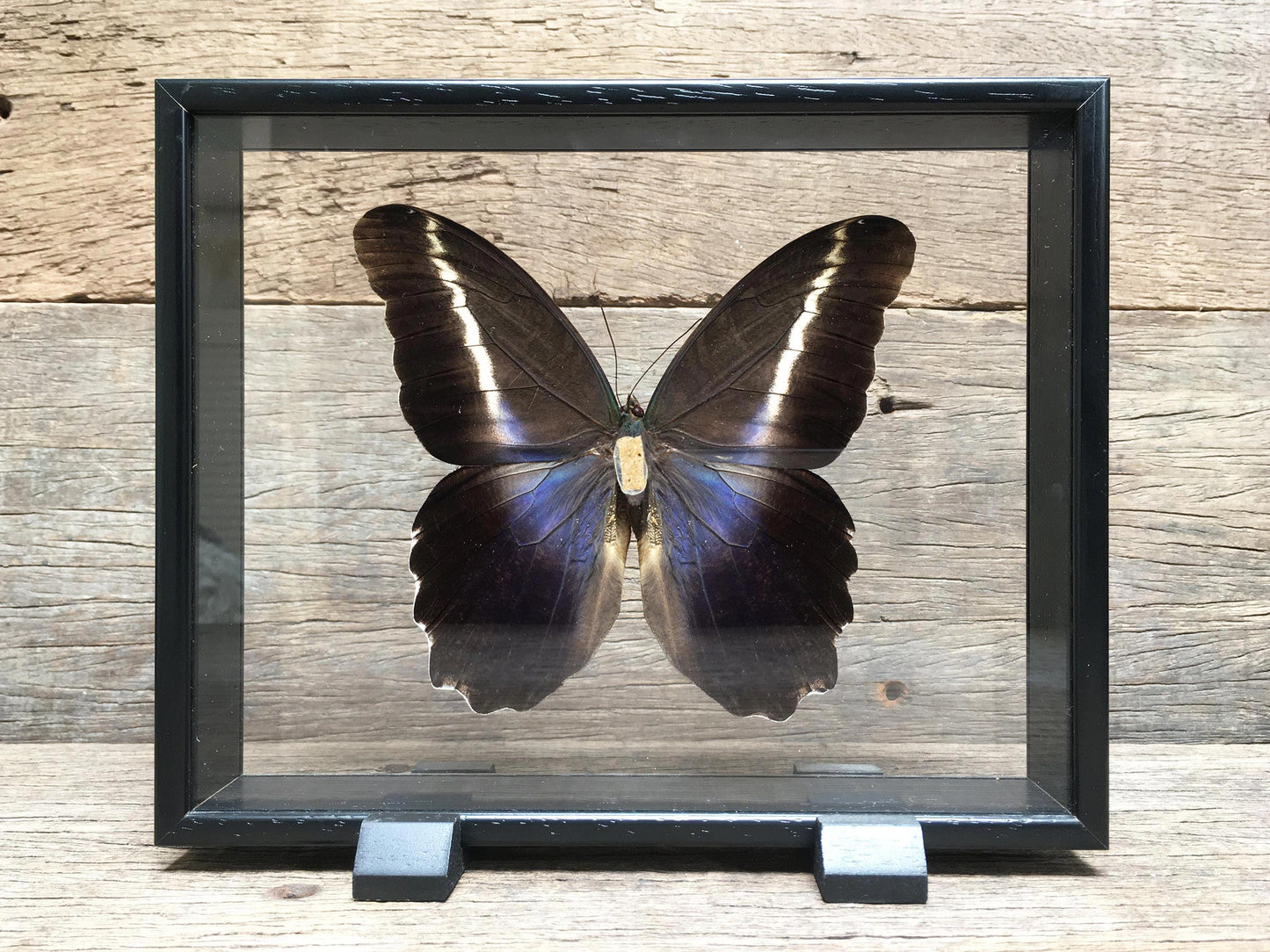 Caligo eurilochus vitrine