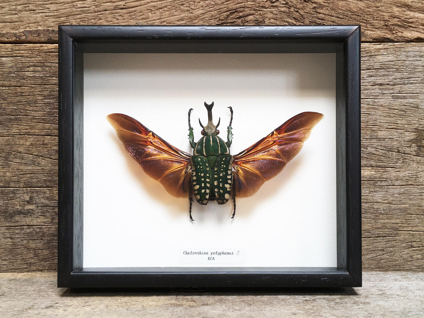 Chelorrhina polyphemus