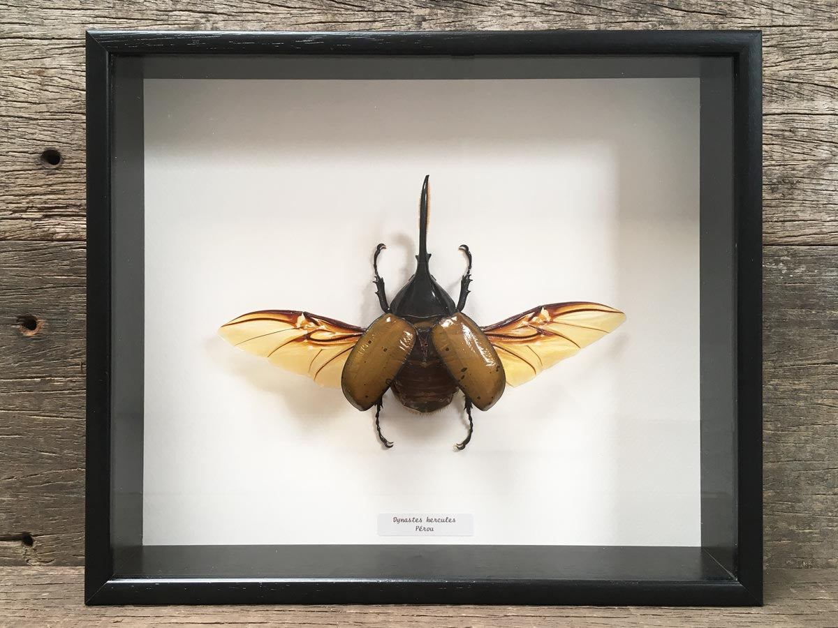 Dynastes hercules