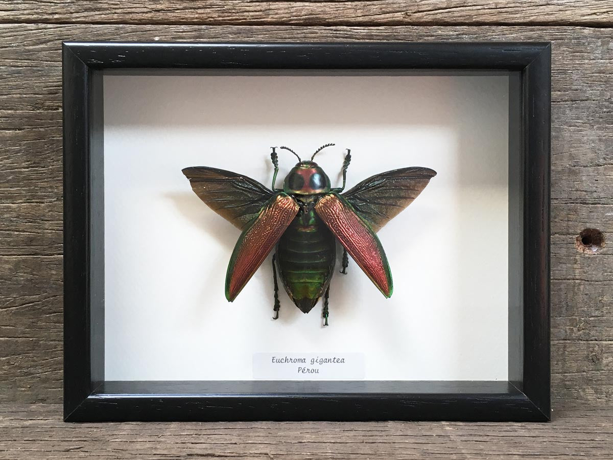 Euchroma gigantea the Otherist