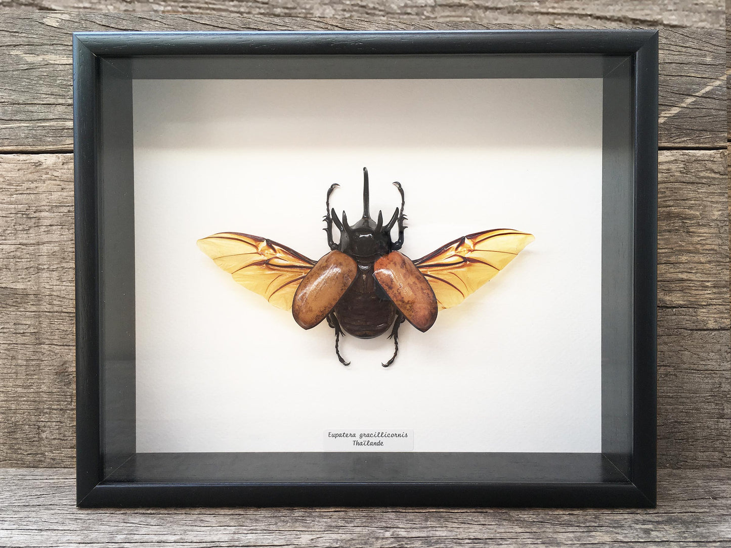 Eupatorus gracilicornis