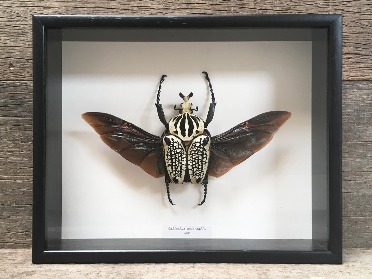 Goliathus orientalis