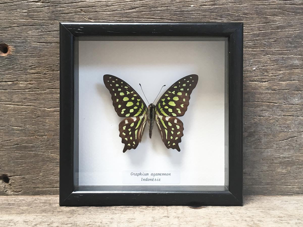 Graphium agamemnon