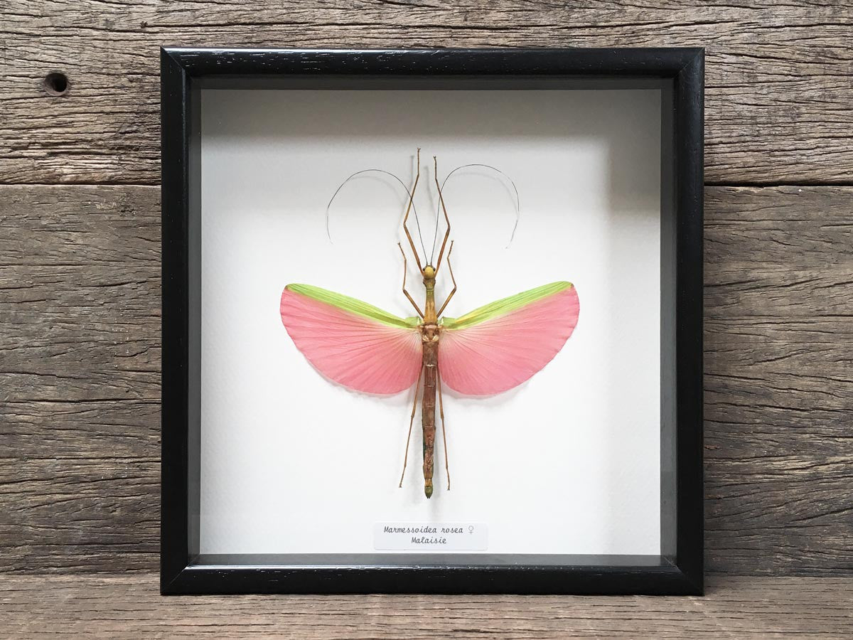 Marmessoidea rosea
