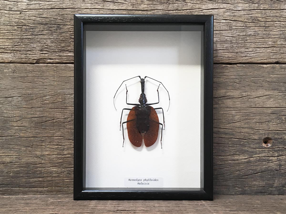 Mormolyce phyllodes