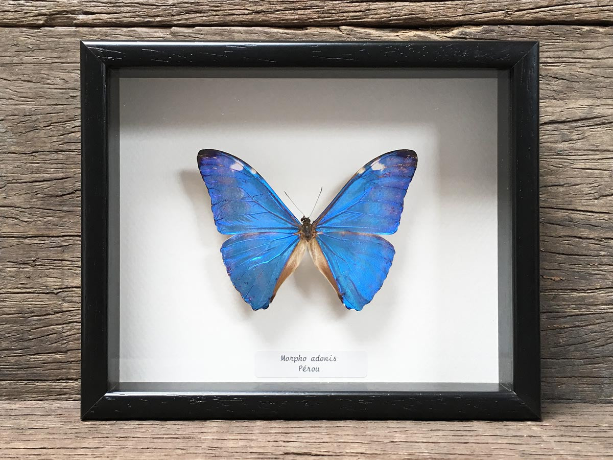 Morpho adonis