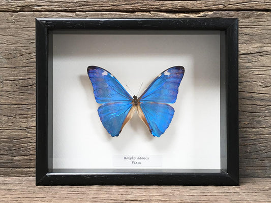 Morpho adonis