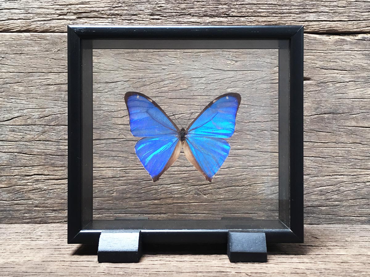 Morpho aega Vitrine