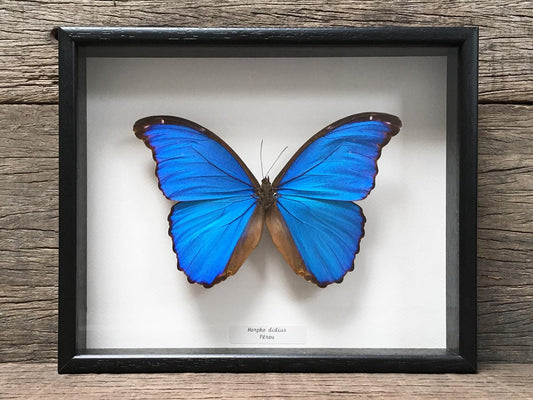 Morpho didius