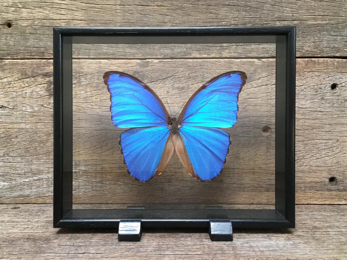 Morpho didius Vitrine