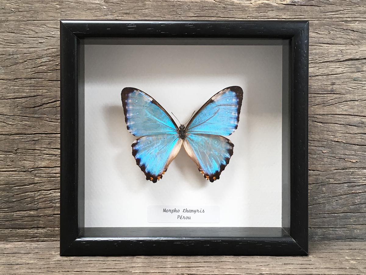 Morpho thamyris