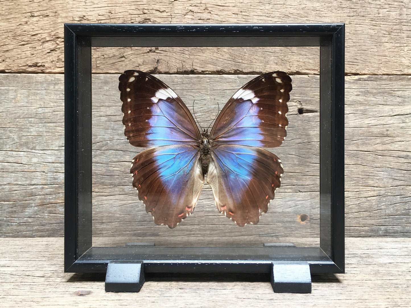 Morpho violacea vitrine