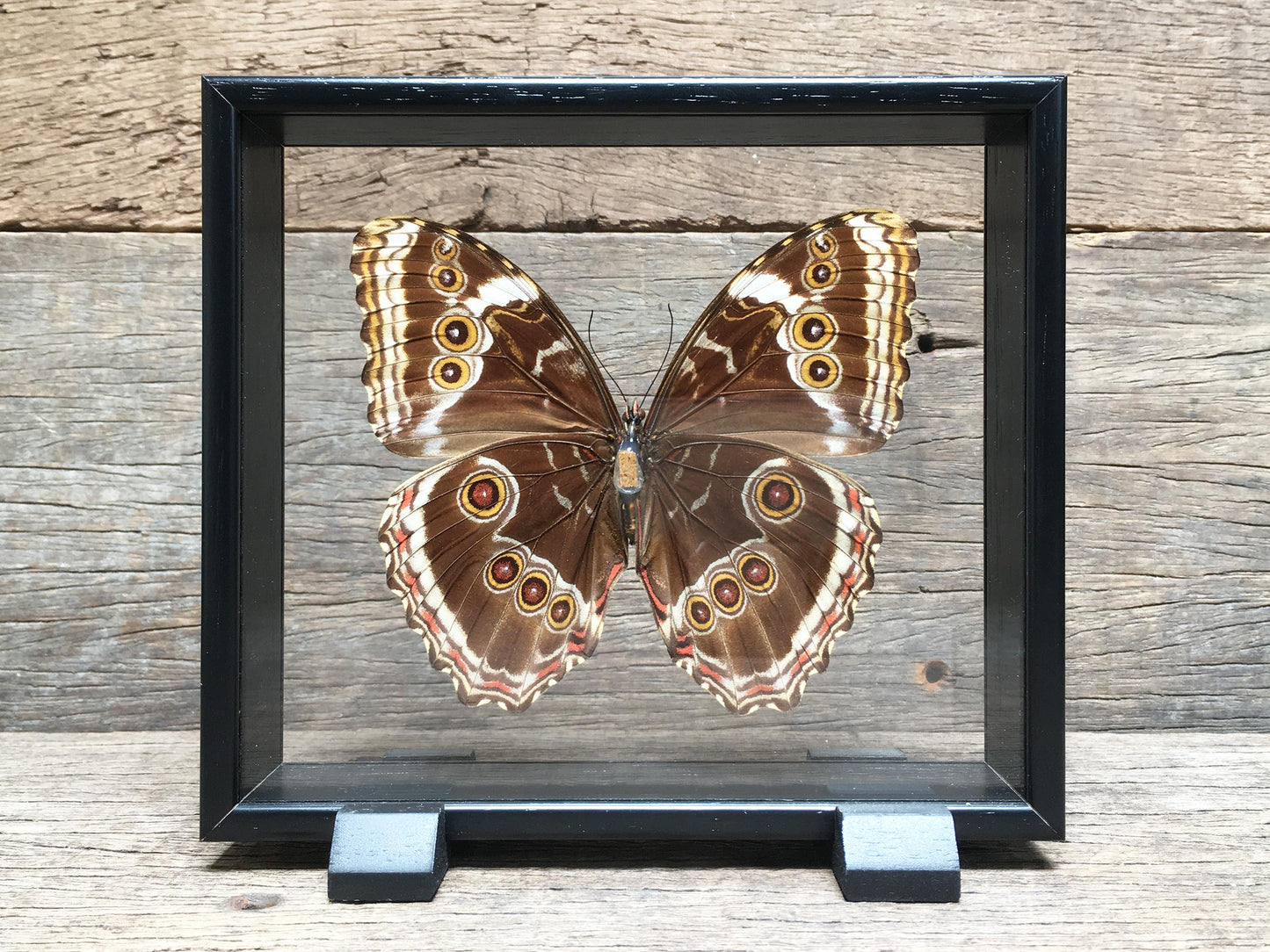 Morpho violacea vitrine