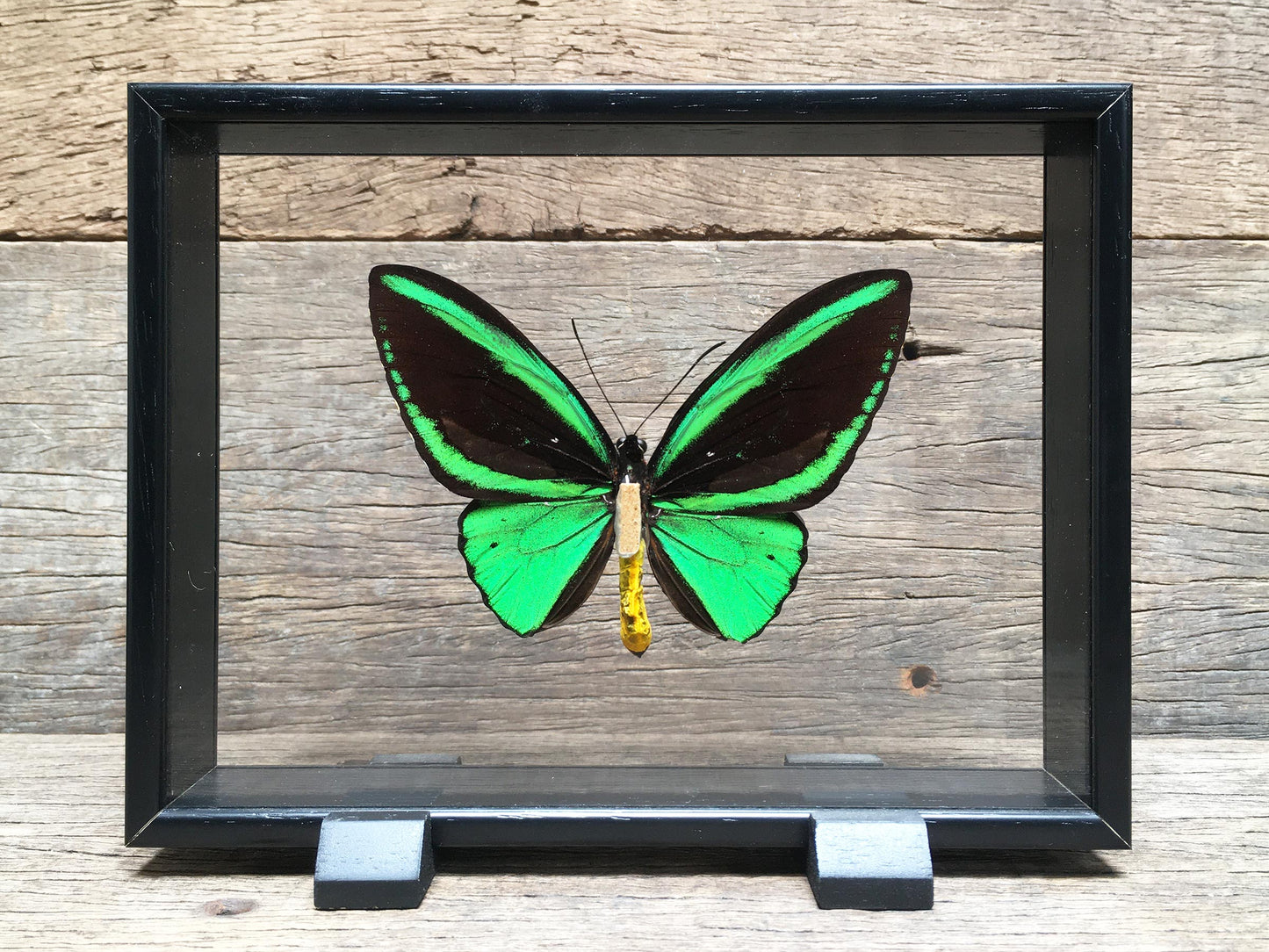 Ornithoptera priamus vitrine