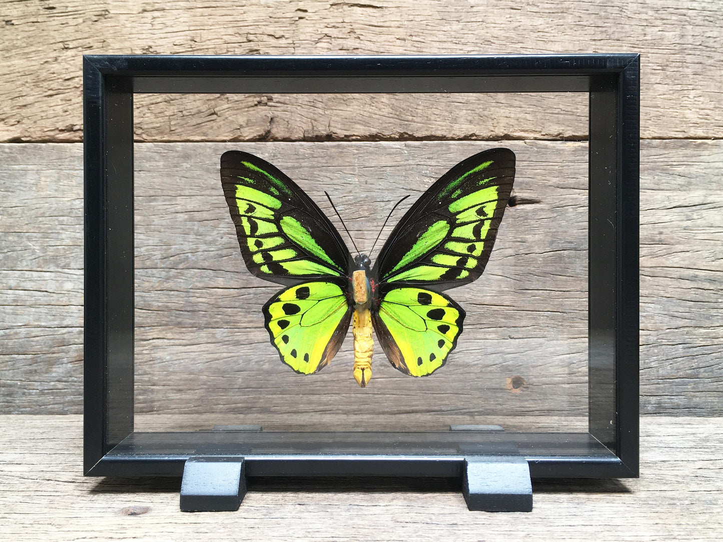 Ornithoptera priamus vitrine