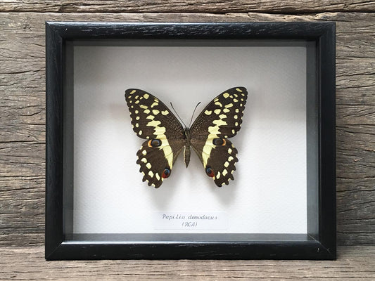Papilio demodocus