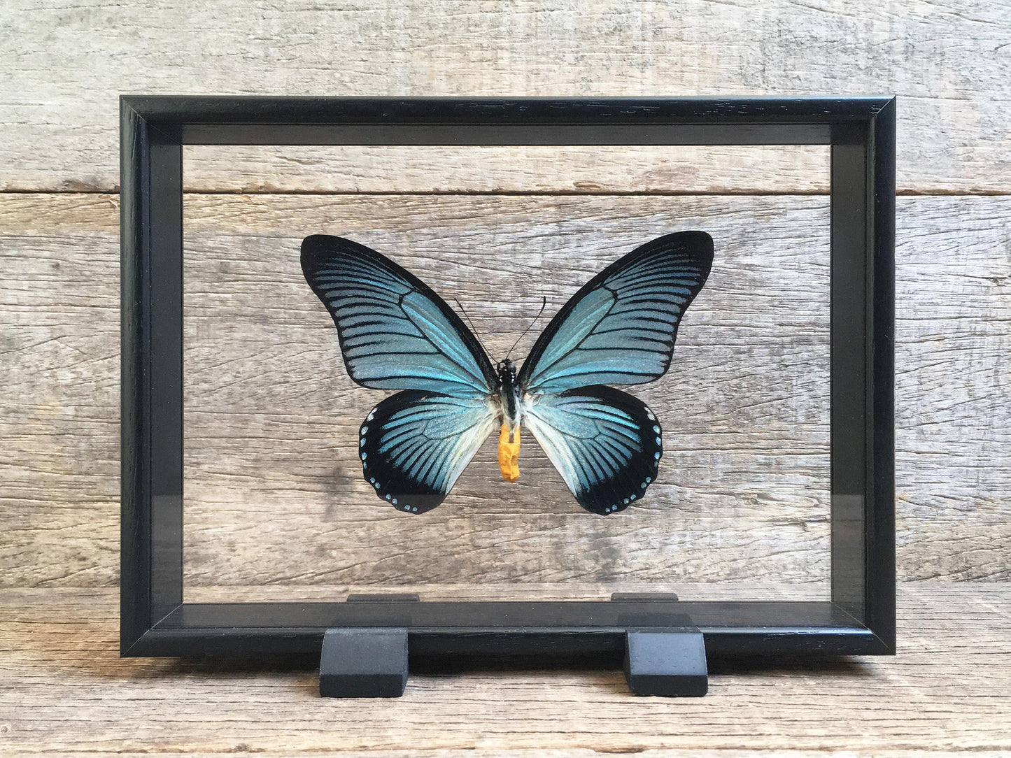 Papilio zalmoxis Vitrine