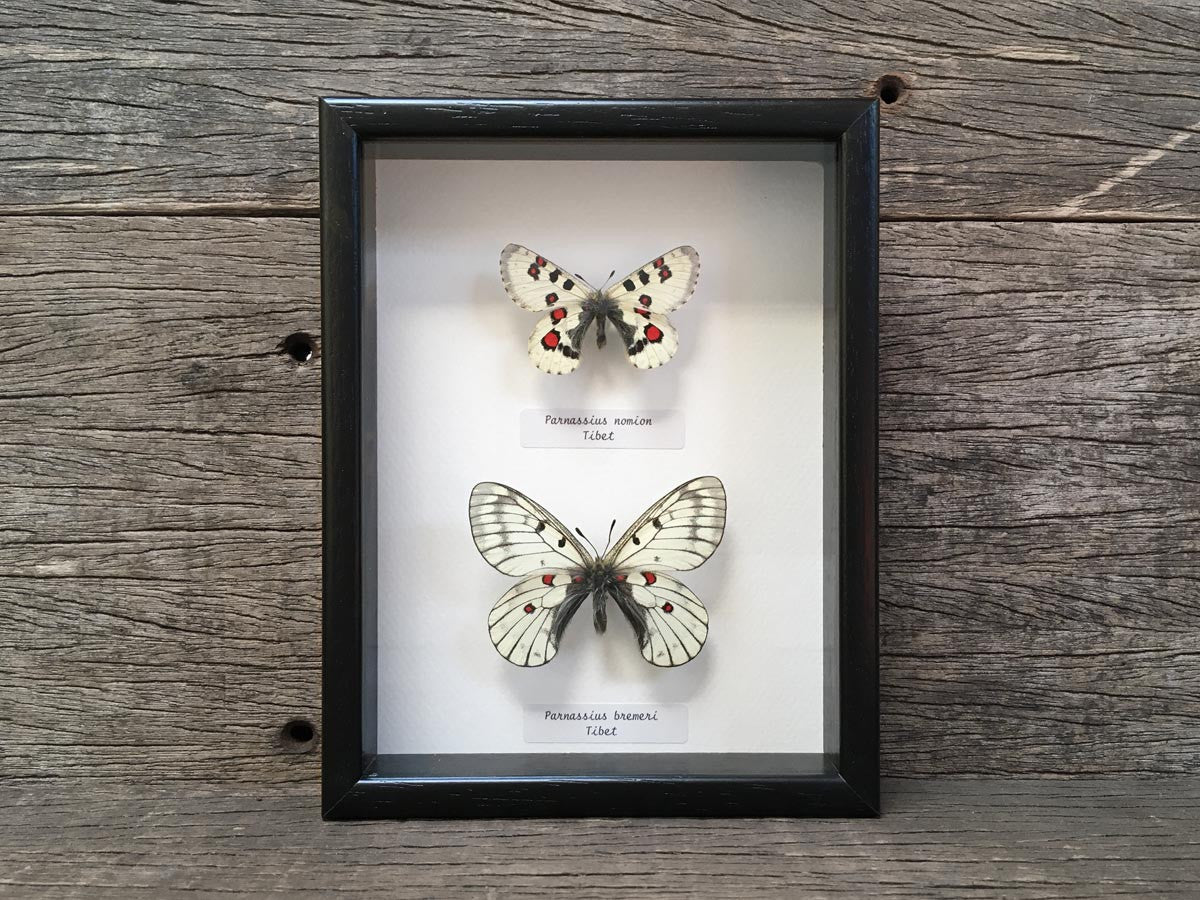 Parnassius duo