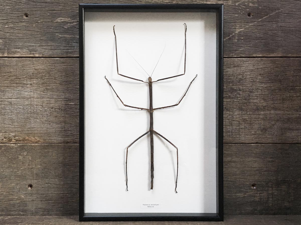 Pharnacia serratipes