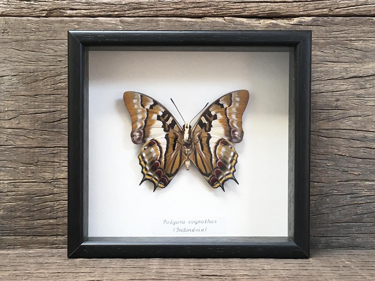 Polyura cognatus