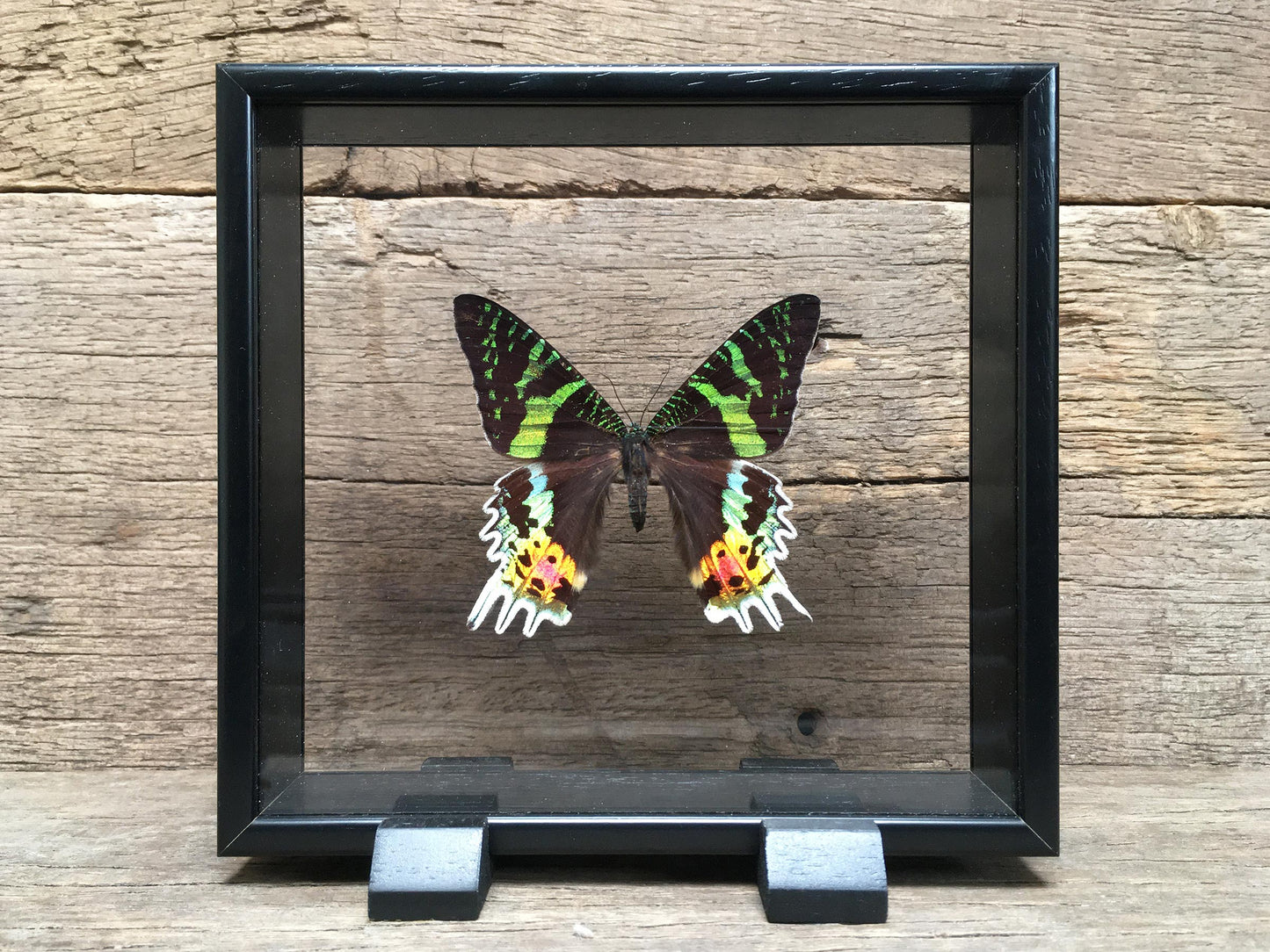 Urania rhipheus vitrine