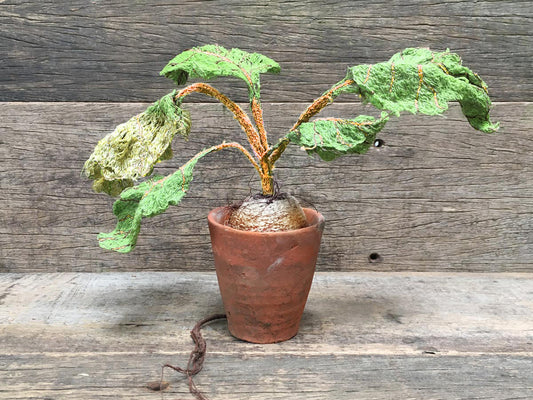 Textile Beetroot, Potted