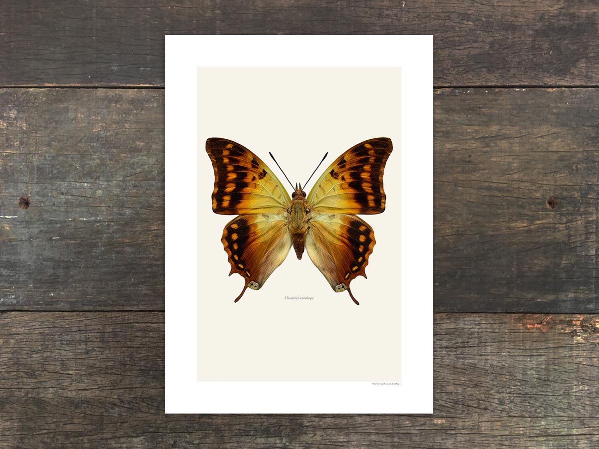 Charaxes candiope