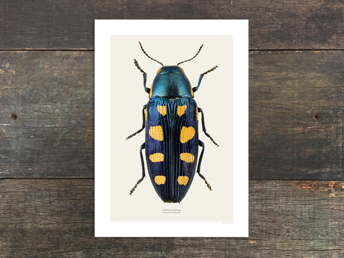 Buprestis octoguttata