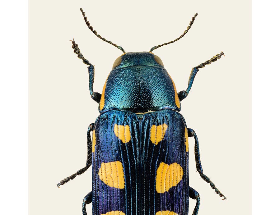 Buprestis octoguttata