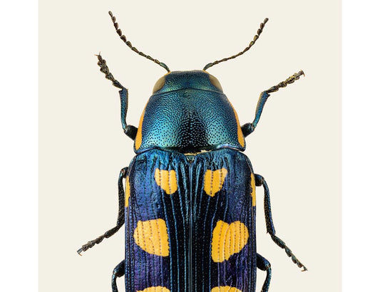 Buprestis octoguttata