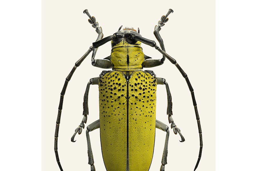 Celosterna pollinosa