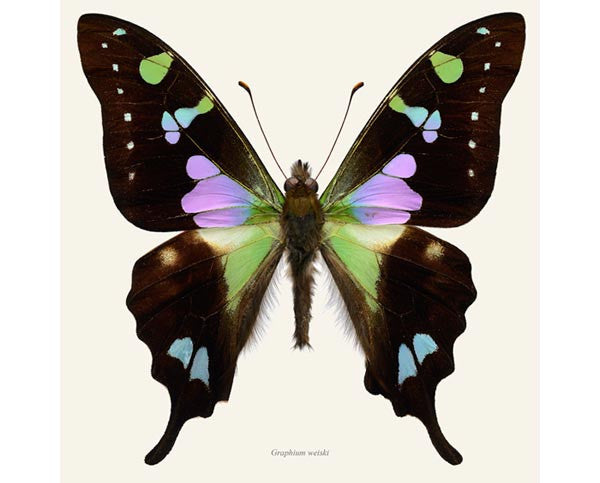 Graphium weiskei