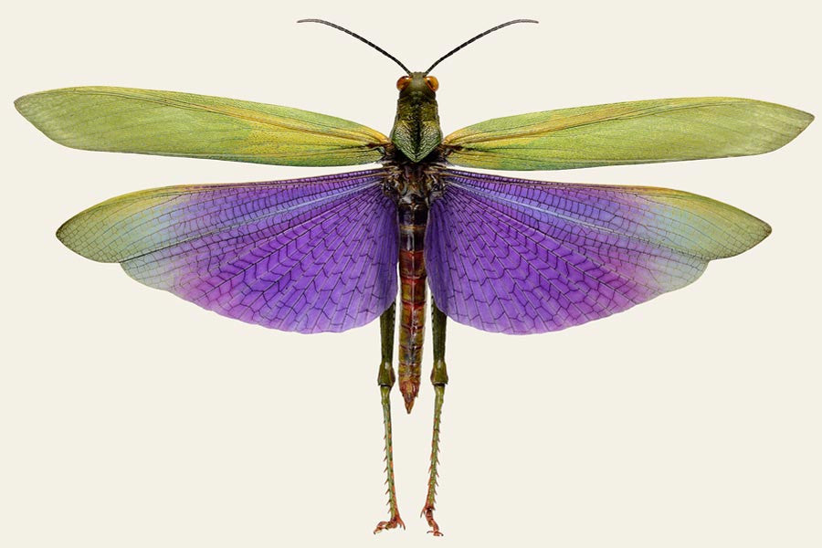 Lophacris cristata