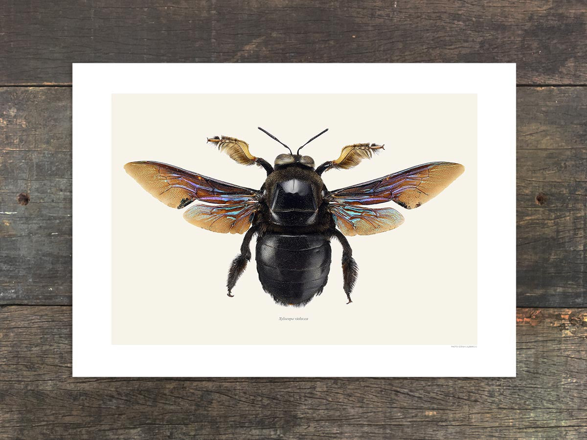 Xylocopa violacea