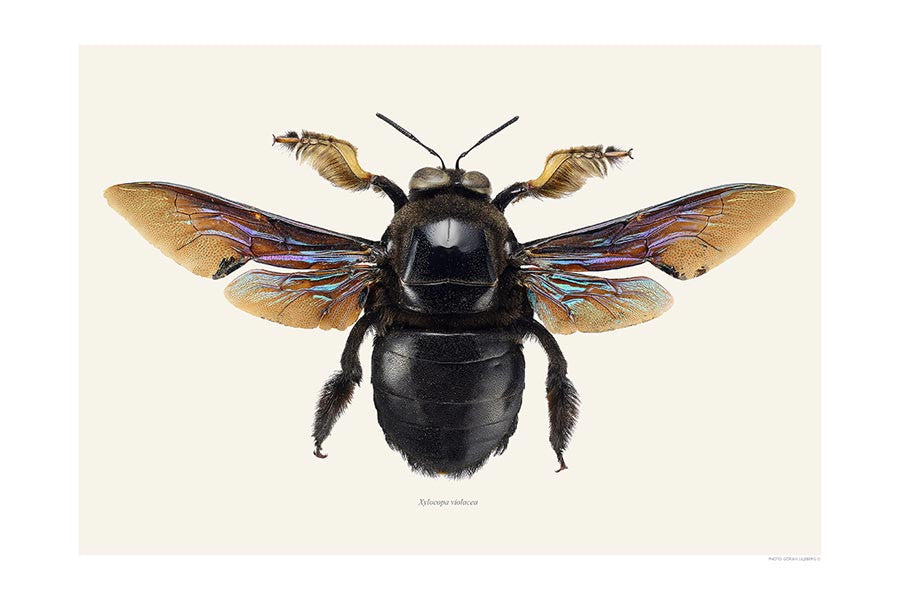 Xylocopa violacea